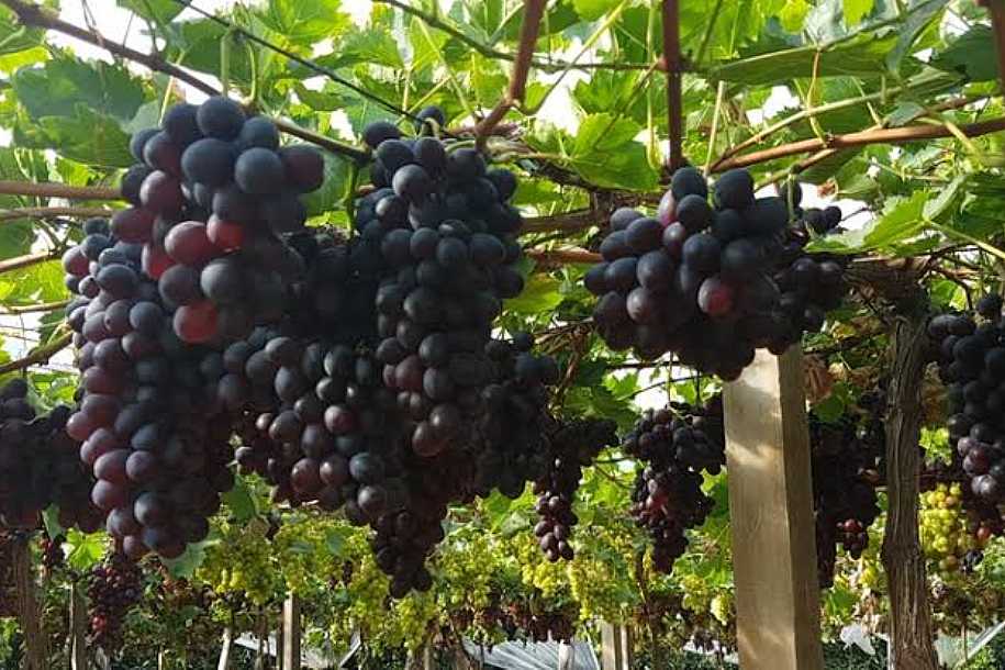 Sazonalidade na oferta e frio prolongado  podem impactar safra da uva em Palmeira d’Oeste