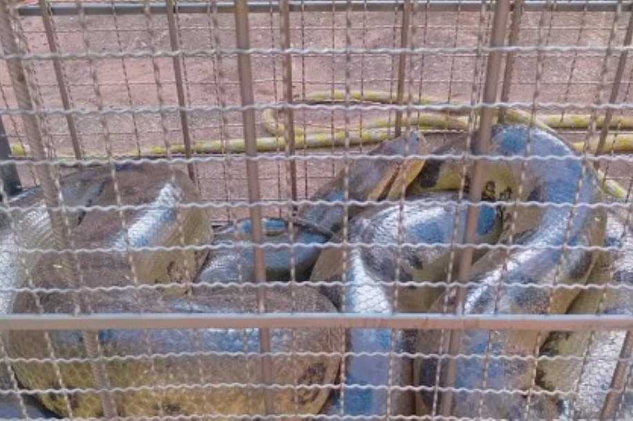 Sucuri de seis metros é capturada após atacar cachorra em Urânia