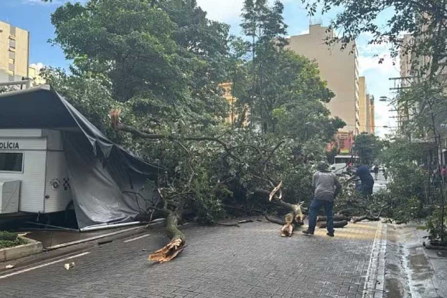 Chuva derruba árvores, interdita Zoobotânico, provoca estragos na represa e destelhamentos em Rio Preto