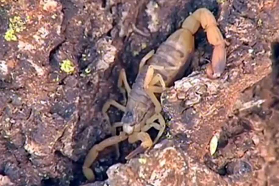 Escorpiões e aranhas lideram acidentes com animais peçonhentos em Rio Preto