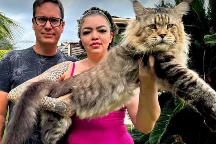 Conheça Xartrux, gato brasileiro que pode entrar para o ´Guinness Book´ como o maior do mundo