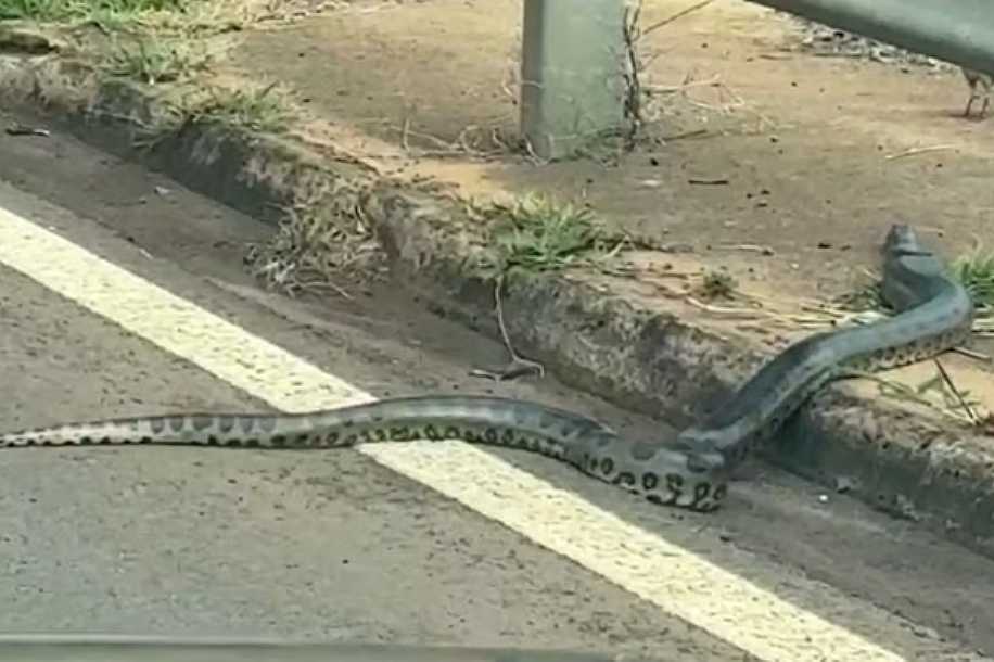 Sucuri é flagrada em área urbanizada às margens de rodovia no interior de SP