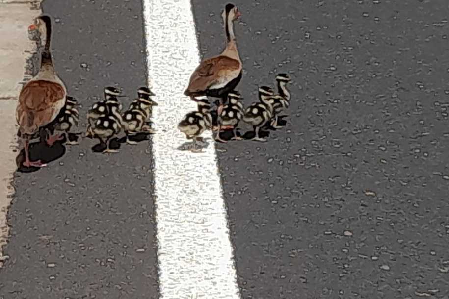 Família de patos ´para o trânsito´ ao atravessar pista de rodovia no interior de SP