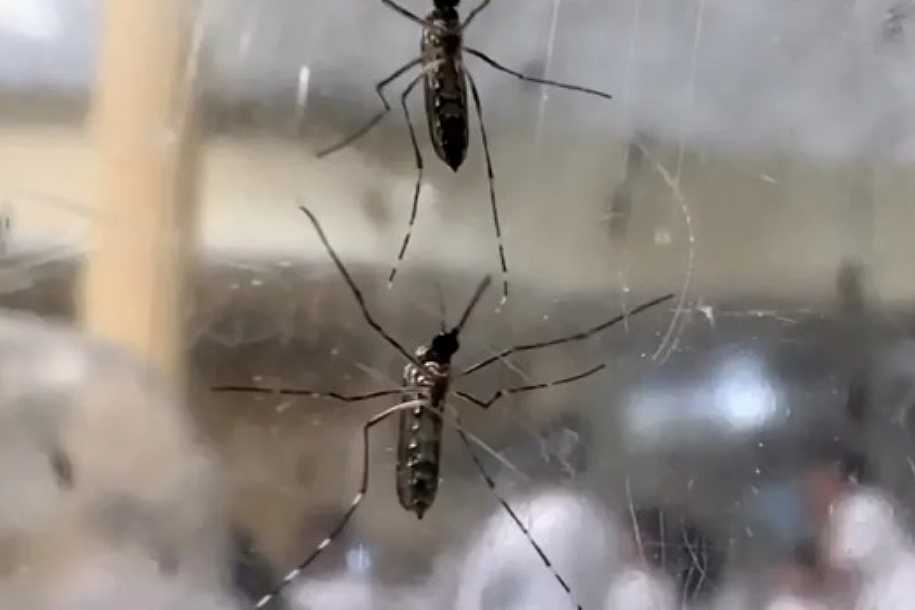 Araçatuba confirma primeira morte por dengue em 2024