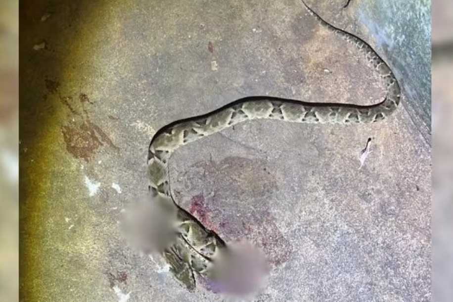 Idoso morre ao ser picado no pé por cobra jararaca em Rio Preto