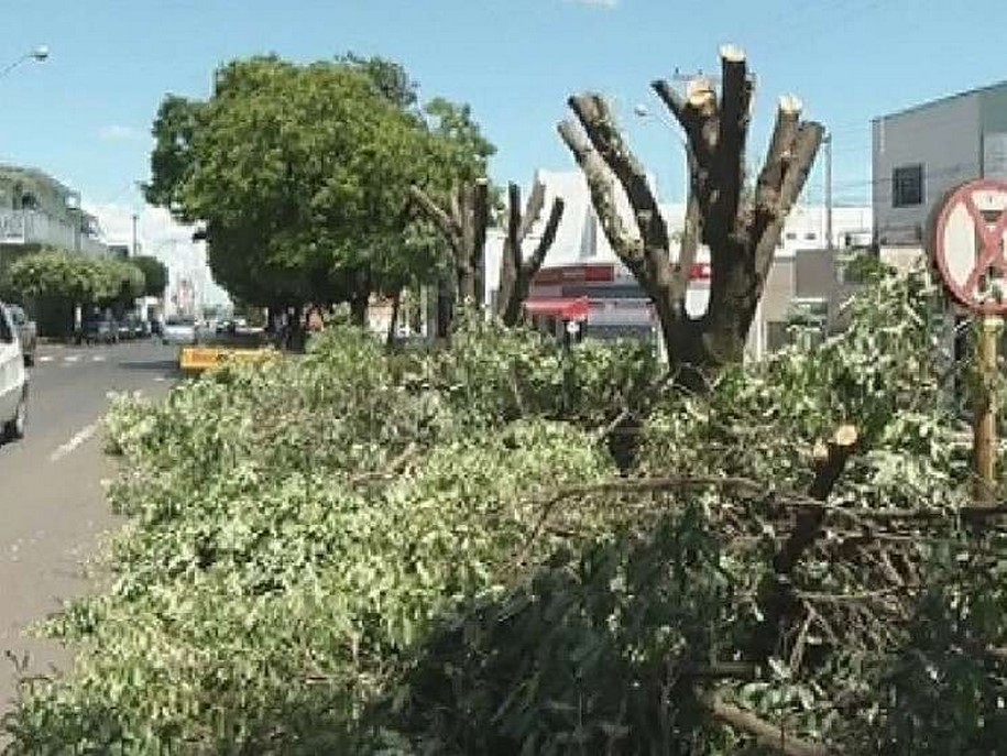 MP quer explicações sobre poda polêmica de árvores em Jales