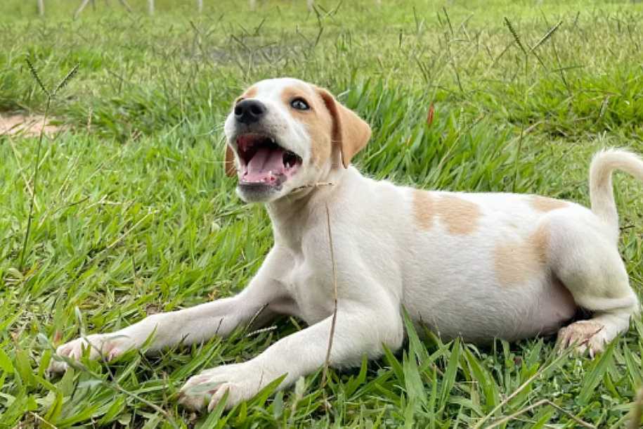 Lei que permite visitação de animais de estimação em hospitais de Rio Preto é sancionada; confira as regras