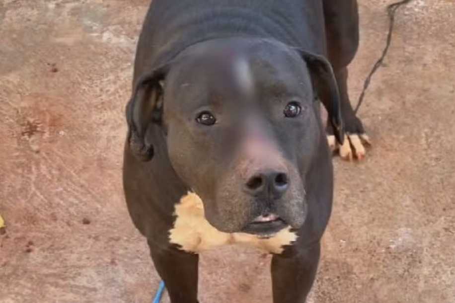 Idosa morre ao ser mordida no pescoço pelo cachorro pit bull do filho em Icém