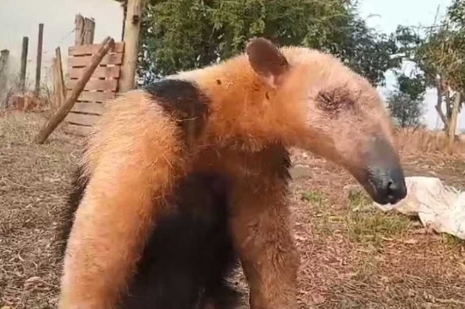 Tamanduá-mirim é resgatado após ser atacado por cachorros em Castilho