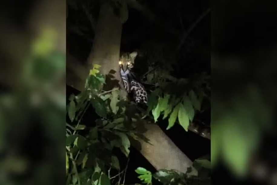 Jaguatirica é avistada em árvore de parque urbano da Represa de Rio Preto