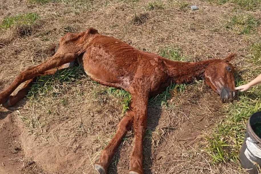 Égua com sinais de maus tratos é resgatada pela Polícia Ambiental em Novo Horizonte