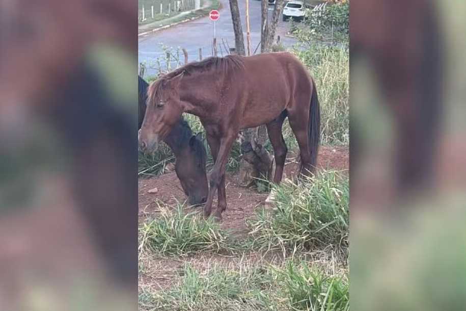 Polícia investiga suspeita de castração de cavalo sem anestesia em ambiente de risco