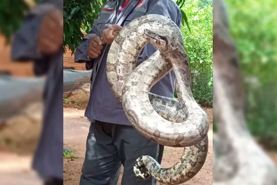 Idosa encontra jiboia de quase 2 metros na sala de casa em Castilho