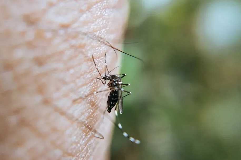 Catanduva e Guarani d’Oeste confirmam mortes por dengue, ampliando alerta para avanço da doença