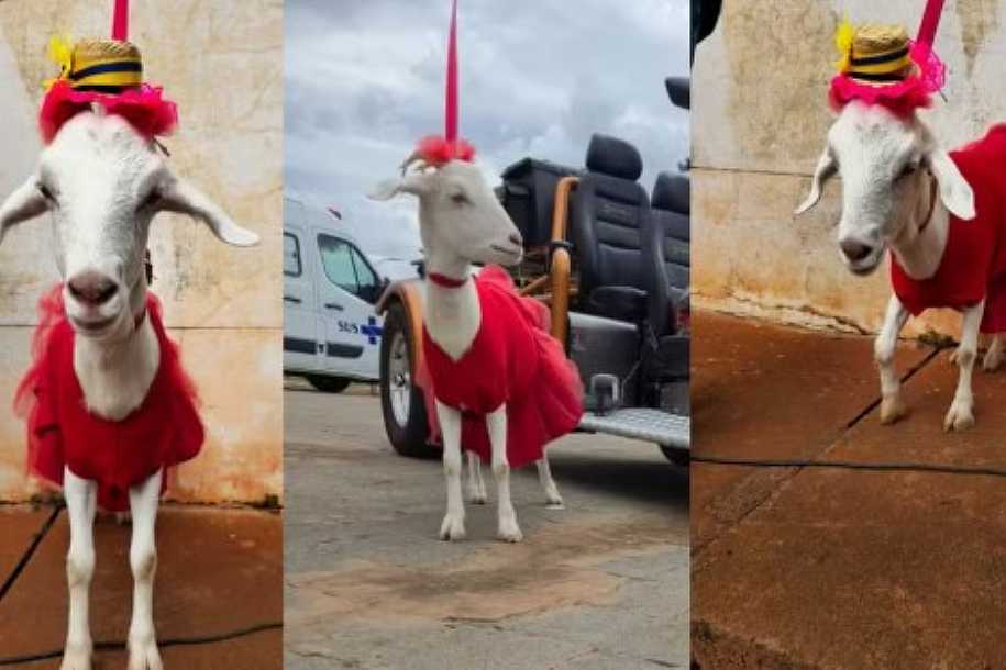 Com roupa feita pelo tutor, cabrita passeia de coleira, convive com cães e gatos e vira celebridade no interior de SP