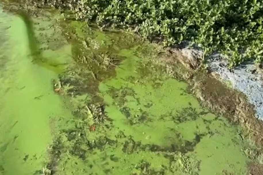 Braço do Rio Tietê tem coloração verde e mau cheiro no interior de SP: ´minha renda está indo por água abaixo´, diz pescador