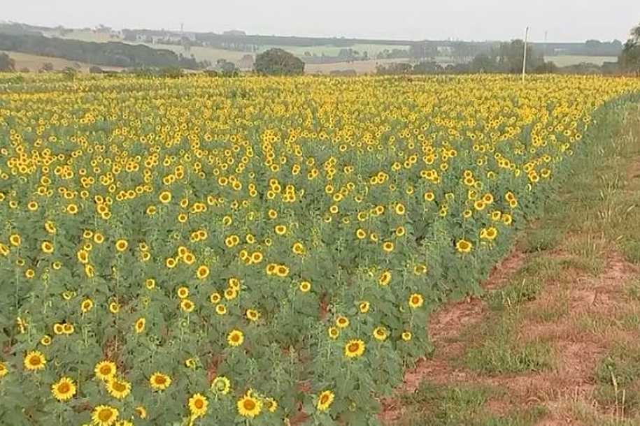 Plantação de girassóis chama atenção em propriedade de Potirendaba