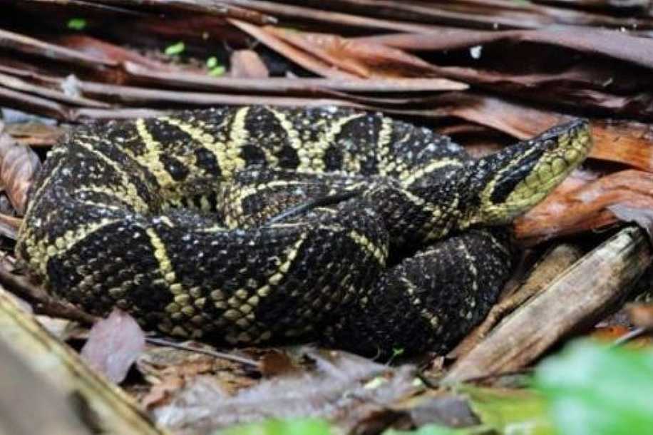 Veneno de cobra brasileira tem molécula que inibe o vírus da Covid-19 em 75%