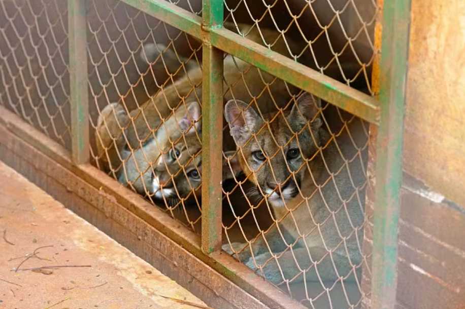Filhotes de onça-parda resgatados após se perderem da mãe ganham ´novo lar´ em zoológico