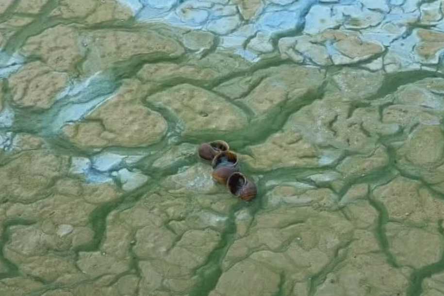 Crosta verde cobre afluente do Tietê no noroeste paulista e afasta pescadores e turistas