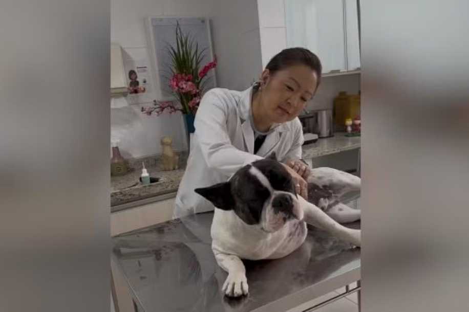 Gripe canina: veterinária alerta que doença é mais frequente no inverno e indica cuidados para proteger os pets