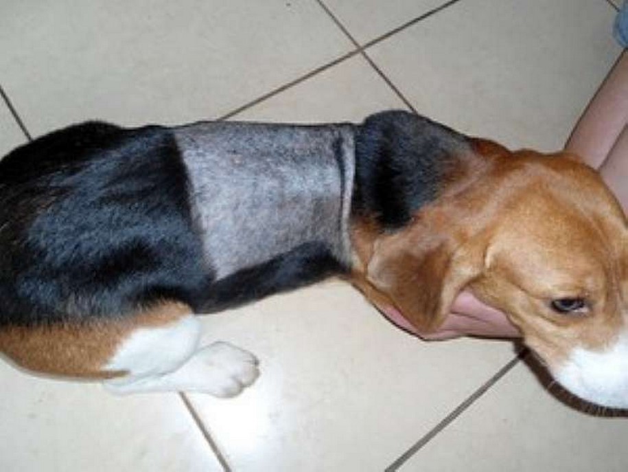 Brasil ainda não valida pesquisas alternativas ao uso de animais