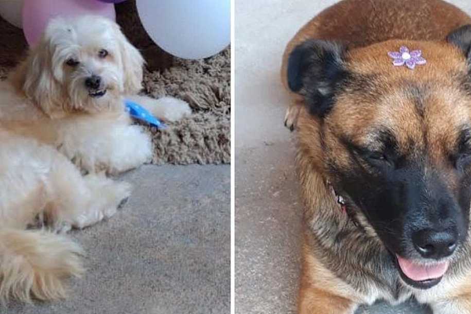 Cães morrem após serem esquecidos em carro de pet shop em Potirendaba