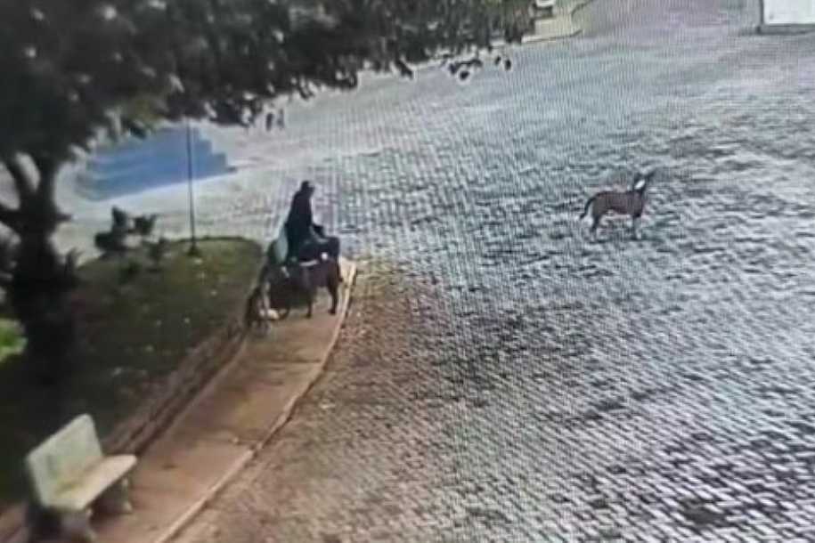 Homem suspeito de matar cães de rua envenenados é multado em R$ 21 mil no interior de SP