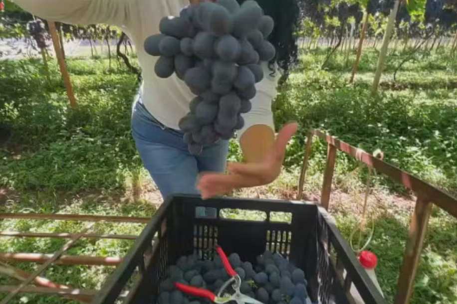 Uva núbia ganha espaço em Jales com alta produtividade e resistência ao clima