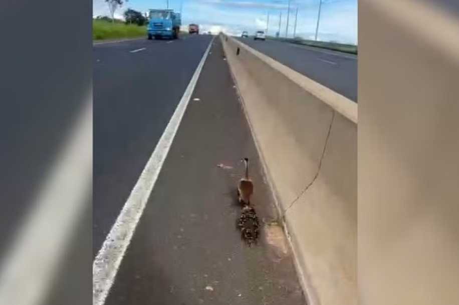 VÍDEO: Resgate de família de patos interdita trânsito e mobiliza polícia em rodovia do interior de SP