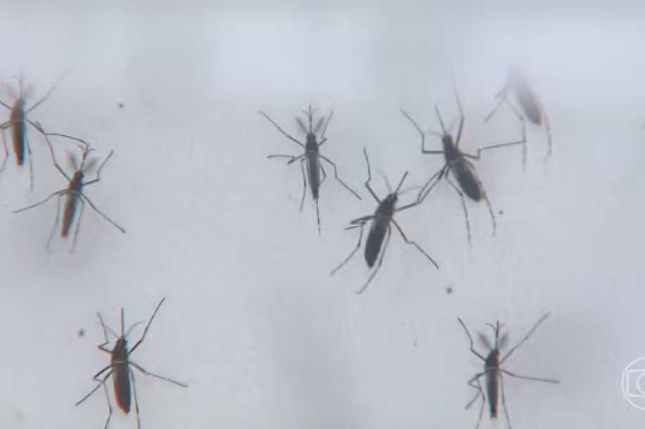 Morte por dengue é registrada em Bady Bassitt