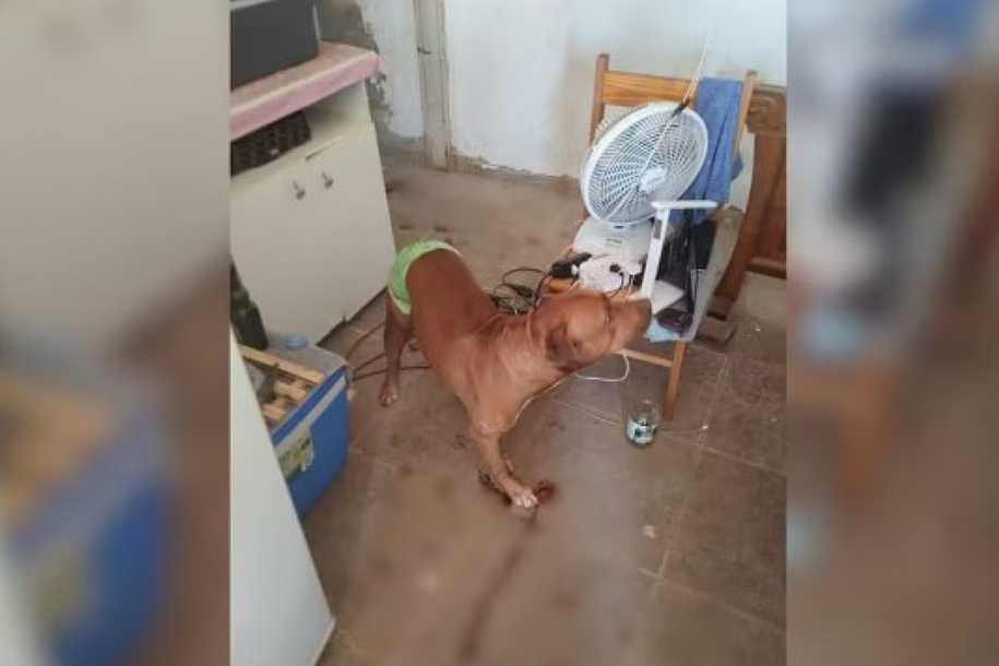 Pitbull salva idoso de ser agredido pelo filho