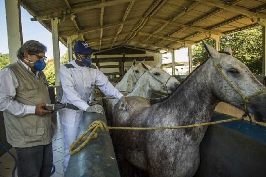 Soro com anticorpo de cavalo é esperança para tratar Covid