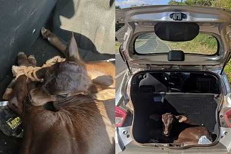 Polícia apreende bezerro furtado em porta-malas de carro no interior de SP