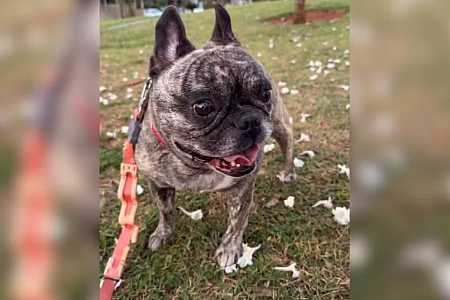 Influenciadora desabafa após morte de cachorra de estimação por excesso de calor em taxi-dog