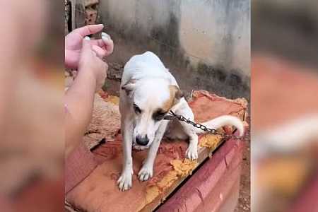 Polícia multa idosa em R$ 3,5 mil suspeita de manter cerca de 100 animais em condições insalubres