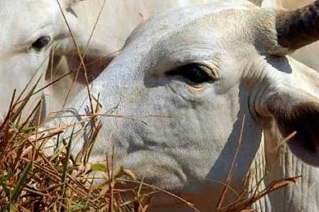 China reconhece Brasil como livre de febre aftosa