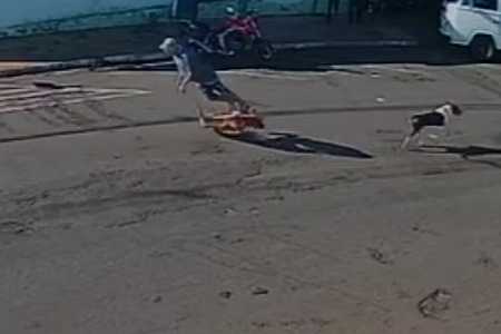 Idoso  atropelado  por cachorro que corria na rua ficou tetraplégico, diz hospital