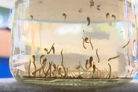 Araçatuba contabiliza explosão de casos de dengue e chikungunya em sete meses