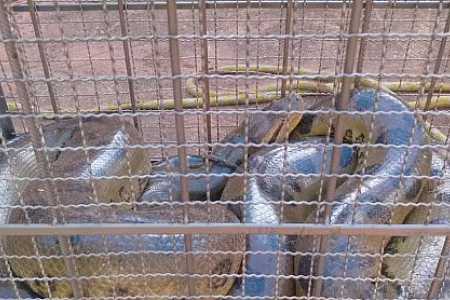 Sucuri de seis metros é capturada após atacar cachorra em Urânia