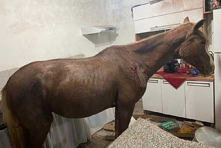 Cavalo cai de telhado e vai parar em cozinha de casa
