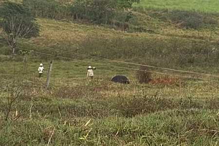 Temporal provoca morte de quatro vacas eletrocutadas e causa estragos na região de Rio Preto