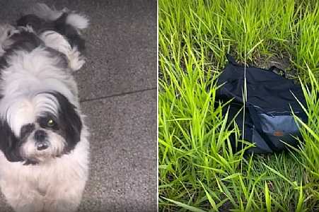 Shih-tzu encontrado morto dentro de bolsa foi agredido com golpes de madeira por ´latir muito´