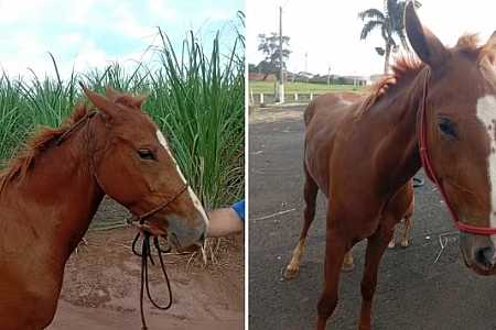 Cavalo morre amarrado em árvore após ser levado de sítio por adolescentes em Severínia