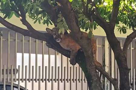 Onça-parda encontrada ´descansando´ em cima de árvore é batizada como ´Suzane´ em hospital veterinário