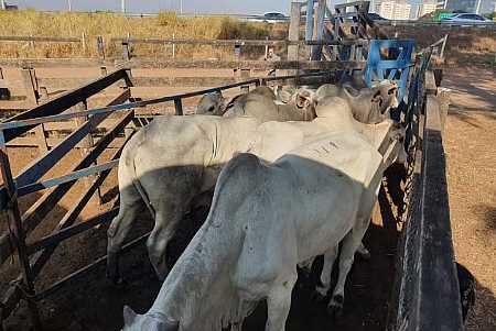 Deic recupera gado nelore roubado de fazenda em Minas Gerais que estava à venda em leilão em Rio Preto