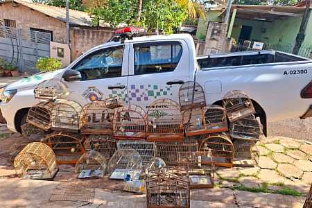 Homem é multado em R$ 13 mil por manter aves silvestres em cativeiro em Álvares Machado