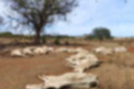 Dono de sítio é autuado após 23 bovinos morrerem por desnutrição em Murutinga do Sul