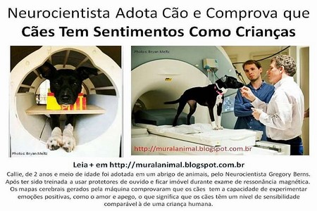 Cães Tem Sentimentos Como Crianças