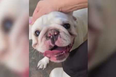 Cachorra resgatada após suspeita de ser torturada por homem para atingir ex-companheira é devolvida à tutora